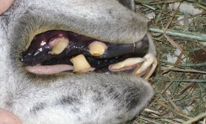 Llama “fighting teeth” about to be trimmed.